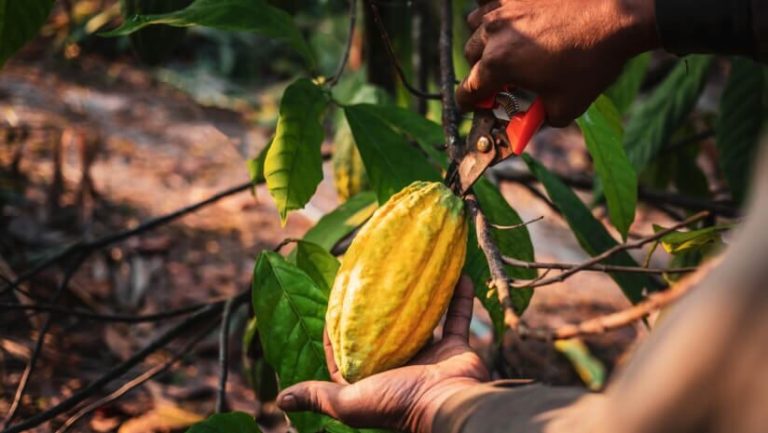 Cocoa Output in Ghana Faces Worrying Decline